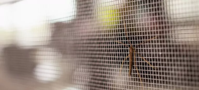 Repair Mosquito Mesh For Windows in Walnut Creek, CA